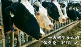 认养一头牛最新爆料,揭秘幕后故事与品牌发展新动向